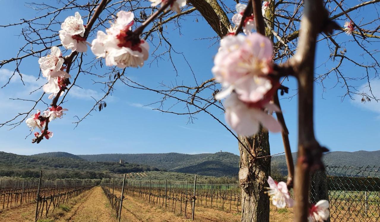 Agriturismo Fusini Magliano in Toscana Exterior foto